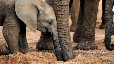 Elephant baby boom after tourists leave Kenyan wildlife reserve quiet