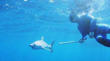 Giant shark looks ready to swallow diver, but he's really as safe